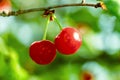 Two fresh juicy ripe cherries on a branch outdoors close-up. Beautiful cherry on a light green natural summer background Royalty Free Stock Photo