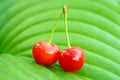 2 beautiful ripe red cherries on a green leaf Royalty Free Stock Photo