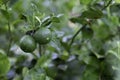 Two fresh lemons on the tree and moisturize with water Royalty Free Stock Photo