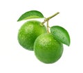 Two Fresh lime with water droplets hanging on branch Royalty Free Stock Photo