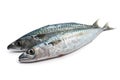 Two fresh mackerel