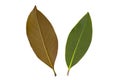 Two fresh Magnolia leaves isolated.