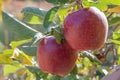 Two fresh natural organic ripe Red Heirloom Delicious organic apples on branches in an apple tree, healthy vegetarian Royalty Free Stock Photo
