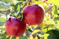 Two fresh natural organic ripe Red Heirloom Delicious organic apples on branches in an apple tree, healthy vegetarian Royalty Free Stock Photo