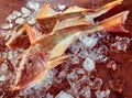 Two fresh oceanic gurnard or sea robins on ice