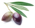 Two fresh olives with leaves. Royalty Free Stock Photo