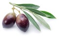 Two fresh olives with leaves.