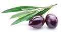 Two fresh olives with leaves. Royalty Free Stock Photo
