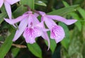 two fresh orchid flower with green leaves. Pink and violet orchid tree hanging in garden Royalty Free Stock Photo