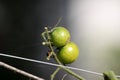 Two fresh organic green cherry tomatoes growing on single vine with small bug and cobweb planted in local home garden Royalty Free Stock Photo