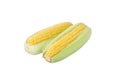 Two fresh organic sweet corns on isolated white background Royalty Free Stock Photo