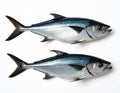 Two fresh pacific king mackerels or scomberomorus fish lie on white background. They are whole, raw, and uncooked, ready for Royalty Free Stock Photo