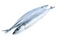 Two fresh pacific saury fishes Royalty Free Stock Photo