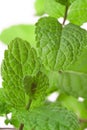 Two fresh peppermint leaves rotated towards one another macro Royalty Free Stock Photo