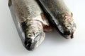 Two Fresh Rainbow trout