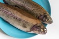 Two fresh raw rainbow trouts on a blue plate