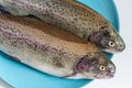 Two fresh raw rainbow trouts on a blue plate