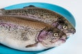 Two fresh raw rainbow trouts on a blue plate