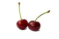 Two fresh cherry fruits isolated on white background Royalty Free Stock Photo
