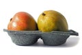 Two fresh ripen mango in a grey container on white isolated background. Fresh fruit industry concept