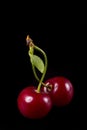Two fresh ruby cherries Royalty Free Stock Photo