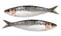 Two fresh sardines isolated