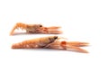 Two fresh scampi also called langoustine or Norway Lobster, expensive seafood isolated on a white background, copy space