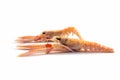 Two fresh scampi also called langoustine or Norway Lobster, expensive seafood isolated on a white background, copy space, selected