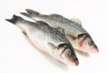 Two fresh sea bass fish Royalty Free Stock Photo