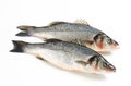 Two fresh sea bass fish Royalty Free Stock Photo