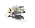 Two fresh sea bass fish isolated white background with clipping path Royalty Free Stock Photo