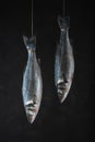 Two fresh seabass fishes hang on a rope on a black background. Seafood concept