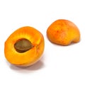 Two fresh slices of apricot isolated on white. One slice with core. 3D Illustration