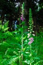 Digitalis Purpurea flowers in the forest