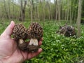 two fresh tasty morel helding in a hand in a forest in spring
