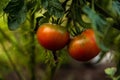 Two fresh tomato on green branch in garden outdoor. Healthy lifestyle. Farming Royalty Free Stock Photo