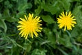 Two fresh vivid yellow dandelion or Taraxacum flowers and green leaves in a spring garden on green blurred background Royalty Free Stock Photo