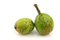 Two fresh walnuts (Juglans regia) Royalty Free Stock Photo