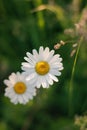 two small white daisies are sitting on the stems of grass Royalty Free Stock Photo