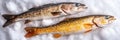 Two Freshly Caught Fish, a Yellow Perch or Walleye, Ready To be Prepared on a Bed of Ice, Royalty Free Stock Photo