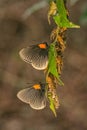 Two freshly hatched White-rayed Metalmark butterflies Royalty Free Stock Photo