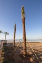 Two freshly planted palm trees in beach of Benicassim