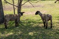 Two Sheared Sheep