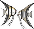 Two Freshwater Angelfish