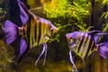 Two freshwater angelfishes looking at each other, popular aquarium pets, tropical fish from the amazon basin