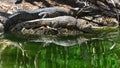 Two freshwater crocodile on a river bank