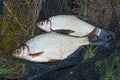 Two freshwater fish white bream or silver fish on black fishing Royalty Free Stock Photo