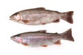 Two Freshwater Rainbow Trout Isolated