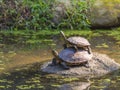 Two freshwater turtle standing on the rock in a shallow pond.