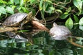 Two freshwater turtles resting on a log in a pond Royalty Free Stock Photo